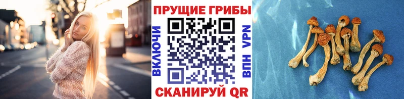 Галлюциногенные грибы GOLDEN TEACHER  сайты даркнета состав  Устюжна  blacksprut ССЫЛКА 
